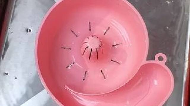 蜗牛自动清洗篮 蜗牛自动清洗篮，有了它，以后洗水果可就太方便了，自动洗干净还能自动沥水，#沥水篮  