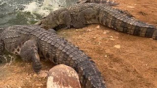 日常查岗请配合我，不然有你好受#非专业人士请勿模仿