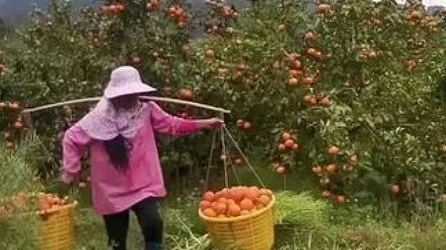 山卡卡里的农村大姐学费了开直播每天收获满满您还在恐播怕播不敢开播开播了不知说什么吗#记录真实生活 #