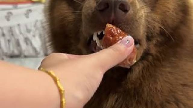 很有演技的一只小狗啊，装装的#土松 #山牛红土松六六