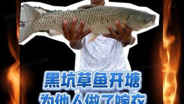 草鱼开塘，妥妥的吃肉局，终究为他人做了嫁衣 #黑坑草鱼 #草鱼颗粒 #草鱼钓法 #超牌钓具