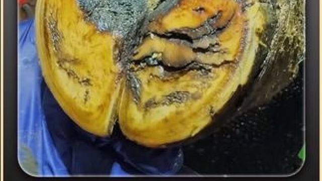 四个蹄子就坏了仨，倒霉它妈给倒霉开门，倒霉到家 #解压 #修牛蹄 #助眠