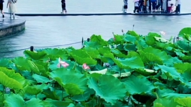 西湖边遇见了你