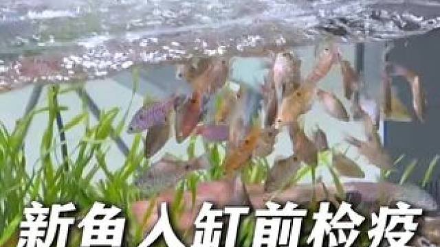 今天买了几十尾钻石彩虹鲫，放在我新开的溪流缸里。 入缸前先过温过水检疫！#入缸检疫 #新鱼入缸 #过