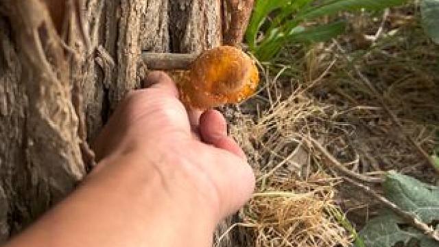 根本捡不完#大自然的馈赠 #大山里的原生态 #野生菌 #蘑菇