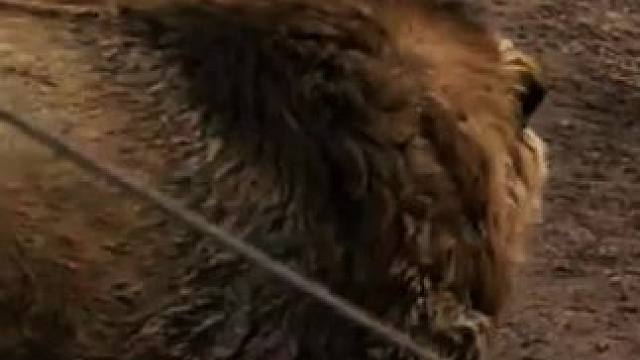 原来这才是真正的血脉压制