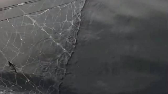 #户外捕鱼大队 #捕鱼河边随拍 #捕捞现场  #丝网捕鱼