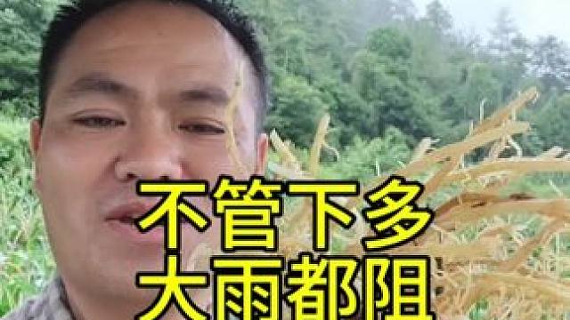 下雨也阻挡不了，巡山的乐趣。#捡菌子的乐趣 #农村生活记录