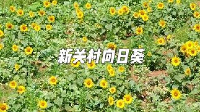青岩向日葵打卡攻略 #向日葵花海 #贵阳周边游 #周末去哪里玩 #向日葵花海 #跟着穿越多彩贵州玩遍