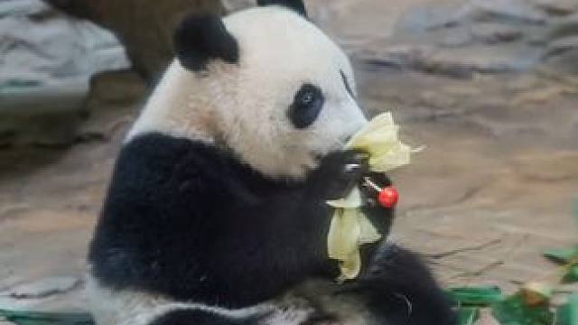 有这样认真的保育，这个夏天我高低去看看广州大熊猫萌帅酷庆生排面拉满 #萌帅酷拥有大熊猫届神仙生日 #