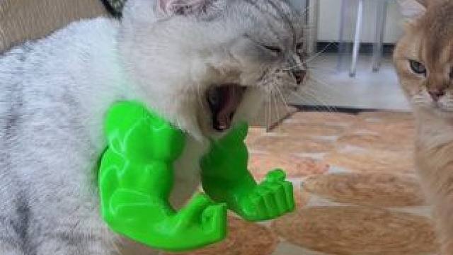 最适合猫咪的挂件出现了 #万物可爱计划 #记录和它的每个夏天