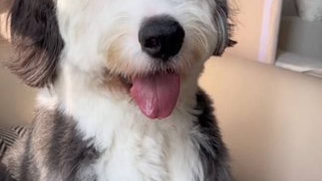 小狗这眼神谁懂！#我镜头下的小狗 #古牧 #萌宠出道计划