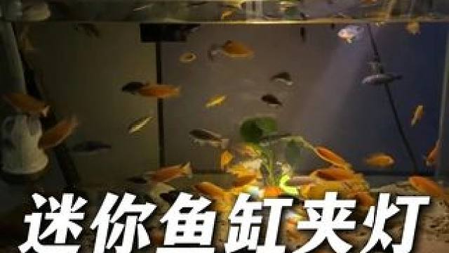 这个3瓦的鱼缸夹灯可聚光可散光，能变色，晚上还能防大鱼跳缸！ 关键还很便宜！#鱼缸灯  #养鱼日记 