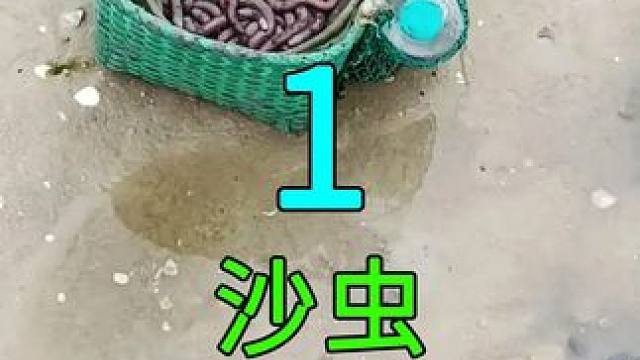 <第1/3集>沙虫的秘密，养殖过程大开眼界 