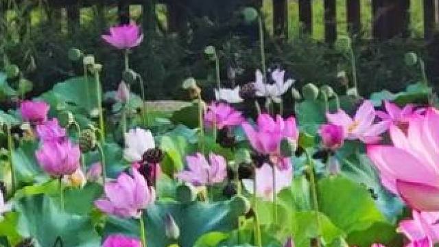 #映日荷花别样红