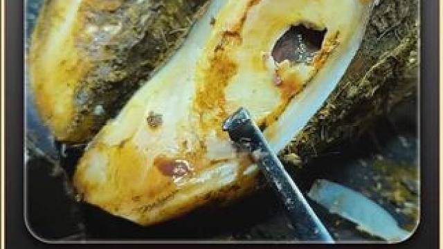 压力瞬间得到释放，正在蹲坑的你也是万分舒畅 #淘车车 #淘车车二手车 #解压 #助眠 #修牛蹄