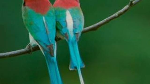 “中国最美小鸟” #蓝喉蜂虎 的甜蜜爱情被我们拍到啦！祝福它们！#鸟类 #动物世界