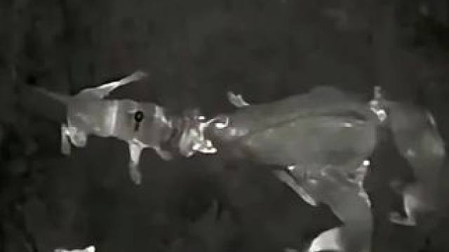 这头佩奇是又大又凶猛啊 这头佩奇是又大又凶猛啊#实战猎犬 #三农 #创作人计划 #新农人计划