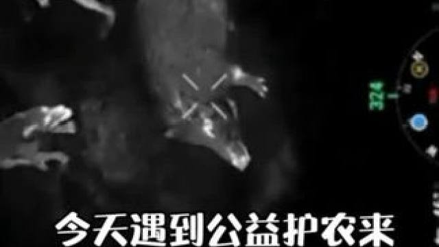 这头佩奇说500十不过分吧 这头佩奇说500十不过分吧#创作人计划 #三农 #公益护农 #公益护农狩