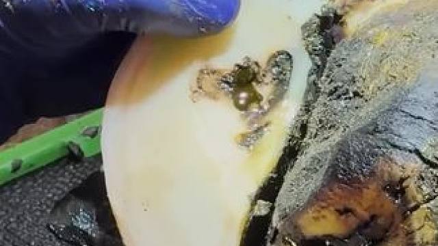 又是治愈牛牛的一天#解压 #修牛蹄