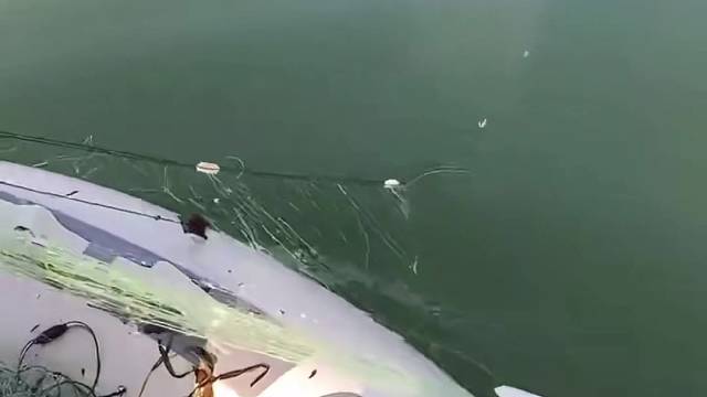 #户外捕鱼大队 #捕鱼河边随拍 #捕捞现场  #丝网捕鱼