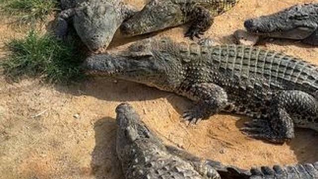 淘汰的鸭子……喂鳄鱼。不要喷