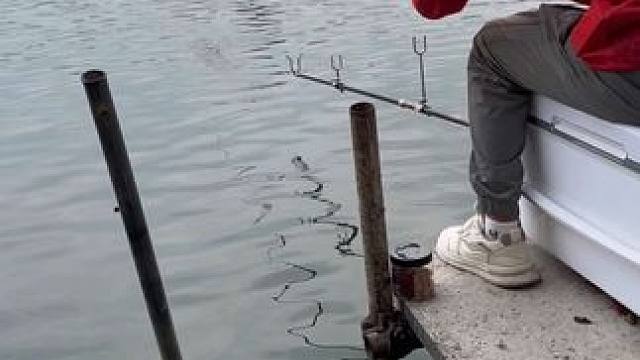 我钓青鱼最喜欢这个口了。#钓鱼人 #钓鱼 #钓鱼的乐趣只有钓鱼人懂 #钓