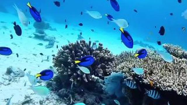五彩斑斓的是不需要调滤镜的美 #海底世界真奇妙 #奇妙的海洋生物 #海底世界