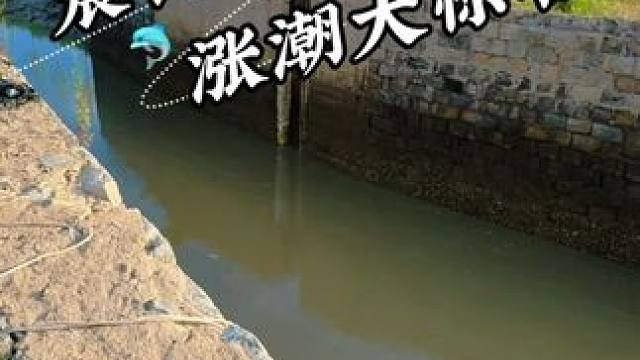晨钓 涨潮大惊喜 #钓鱼#钓鱼日记#钓鱼的乐趣只有钓鱼人懂 #老坛甜薯#聚鱼多