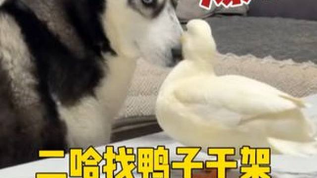 二哈气势汹汹地找小鸭子干架，当小鸭子出手还击后，凶狗秒变怂包 #萌宠出道计划 #动