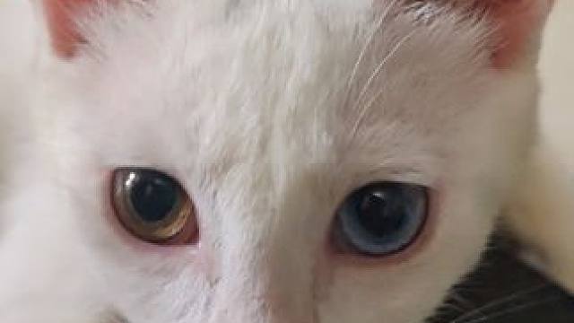 #日常生活 #我和我的猫