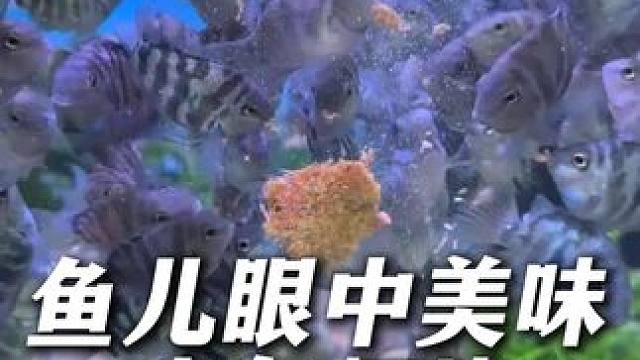 原料只有丰年虾的丰年虾块，蛋白质含量55%，大鱼小鱼都爱吃！ #丰年虾 #喂鱼 #喂龟 #鱼粮 #养