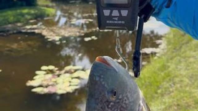 用复合弓捕鱼收获一条大罗非 #国外视频分享 #好大一条鱼 #户外捕鱼