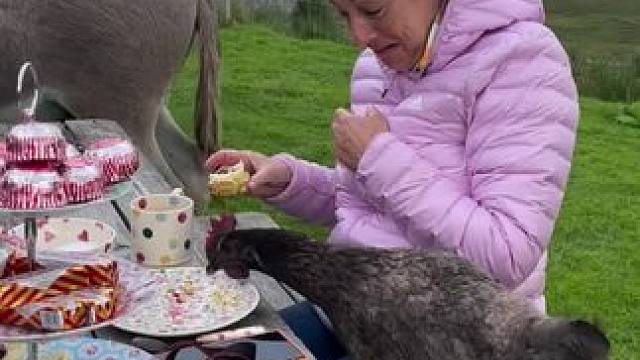 牧场主的生活！ #苏格兰高地 #牧场生活 #农场主