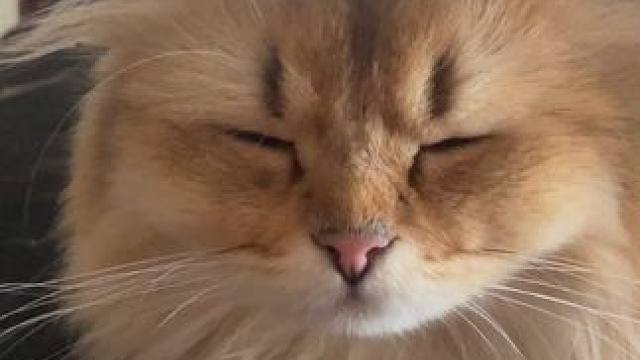 面对霸座行为，怎么维权#猫肥家润事事顺 #霸道猫咪 #谁教它这么睡觉的 #金渐层