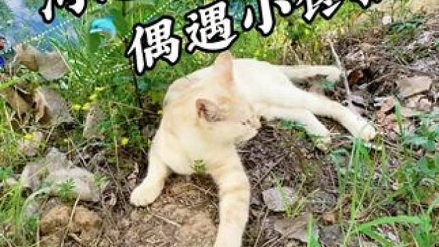 河边树林 小野猫 #钓鱼#钓鱼日记#轻量化垂钓就选渔之源#老坛甜薯 #聚鱼多