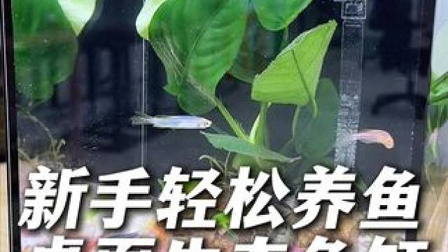 不到100块开个缸，超白玻璃材质，还带一大堆造景物料。真值！ #开缸教程 #新手开缸 #新手养鱼 #