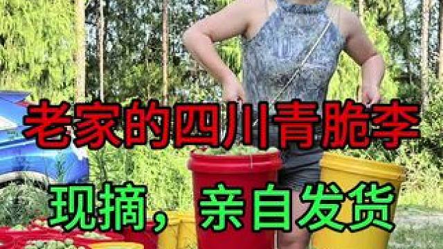 早起去摘李子，今天给大家安排四川的青脆李，包甜，一点不酸