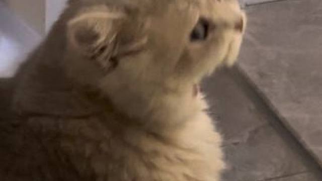 胖不用担心 妈不会掉到马桶里的#小猫日记