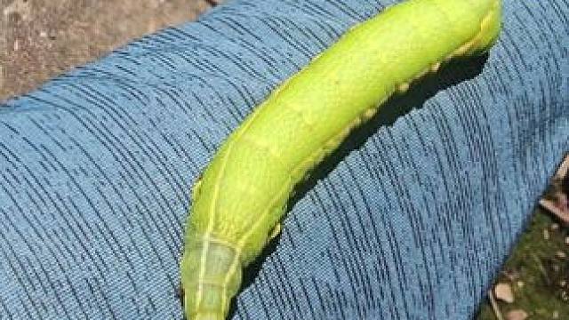 我的爱宠它不可爱嘛？这么可爱还肥嘟嘟的，为什么说我引人不适流量减少
#大自然的馈赠 #大山里的原生态