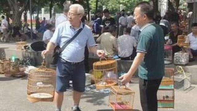 遛鸟人没烦恼#遛鸟 #街头随拍 ##遛鸟大爷 #养鸟经验分享 #生活纪实