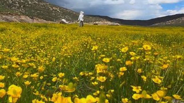 浪漫八月，在草原花海中徜徉，感受花花世界#自然美景让人醉 #记录旅游足迹实景拍摄 #记录身边美景