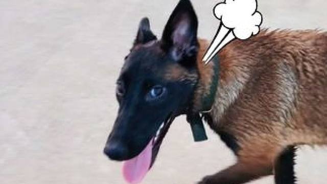 各位懂狗的看一下，这是什么狗种啊？ #家有中华田园犬 #护卫犬 #本村最靓的狗 村子里最靓的狗兄弟们