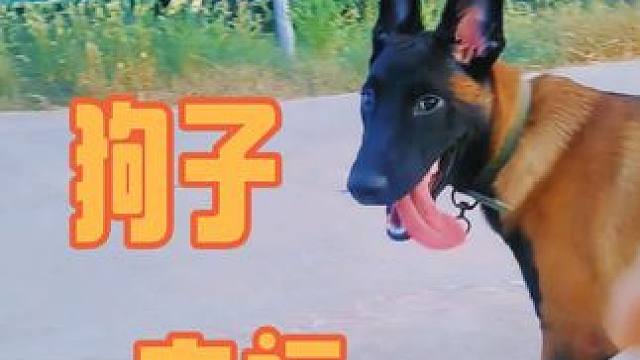 这狗子很上镜哦，大家觉得怎么样随手拍的！ #家有中华田园犬 #护卫犬 #忠诚卫士 好的犬种是人类忠诚