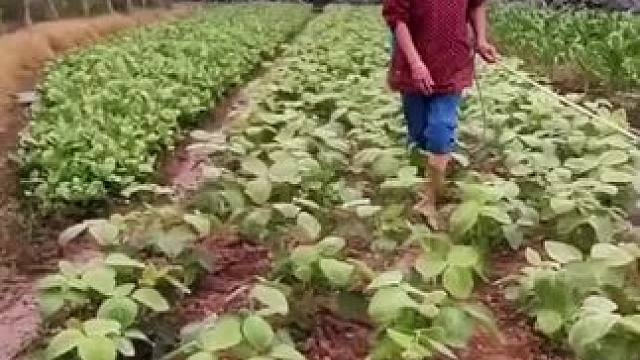 山卡卡里的农村大姐学费了开直播每天收获满满您还在恐播怕播不敢开播开播了不知说什么吗#记录真实生活 #