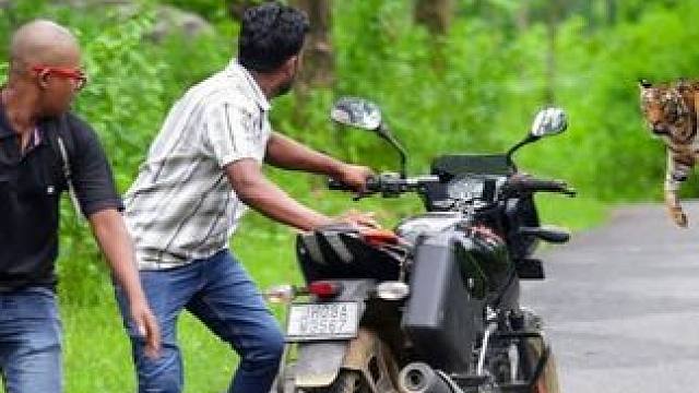 印度两名男子作死，骑摩托穿越无人区，最后被老虎盯上全村吃席！ #印度无人区 #印度三哥 #孟加拉虎 