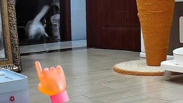 是谁想看阿b跑酷来着真是笑发财了 #猫咪的迷惑行为 #猫咪跑酷 #自律小猫 #猫咪vlog