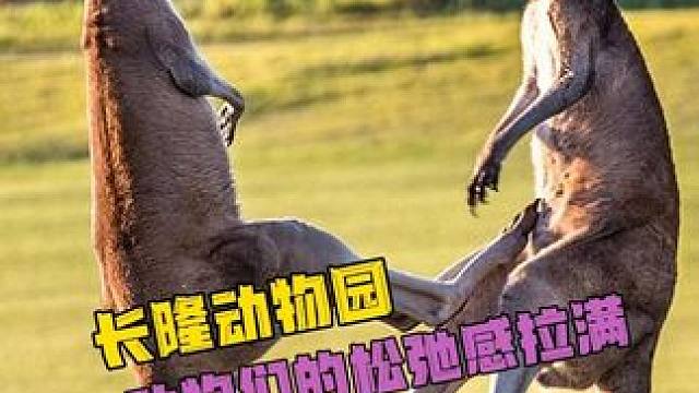 广州长隆的动物们，自带一种广东佬的慵懒感！#广州长隆 #动物 #松弛感