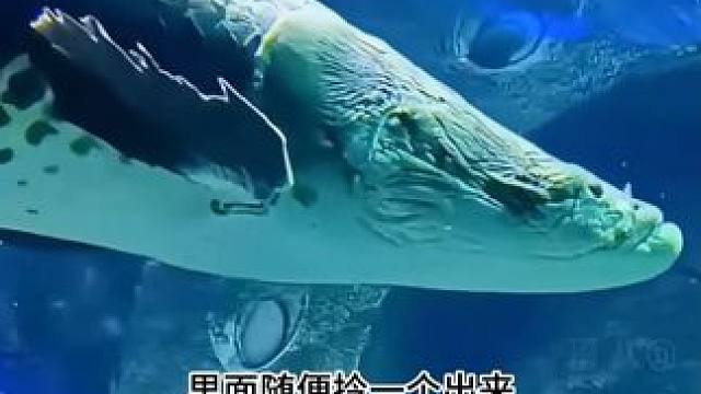 这就是平民天骄逆袭的样子吗 #养鱼  #整活  #离谱  #宗门天骄