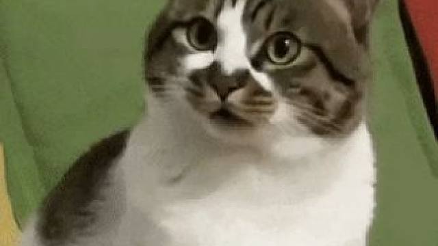 赶上“付费上班”时代了 #假装上班  #找工作  #牛马  #打工人